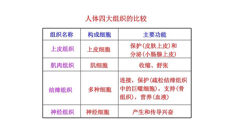 1.3.2 动物体的结构层次 课件 2024-2025学年人教版(2024)生物七年级上册08