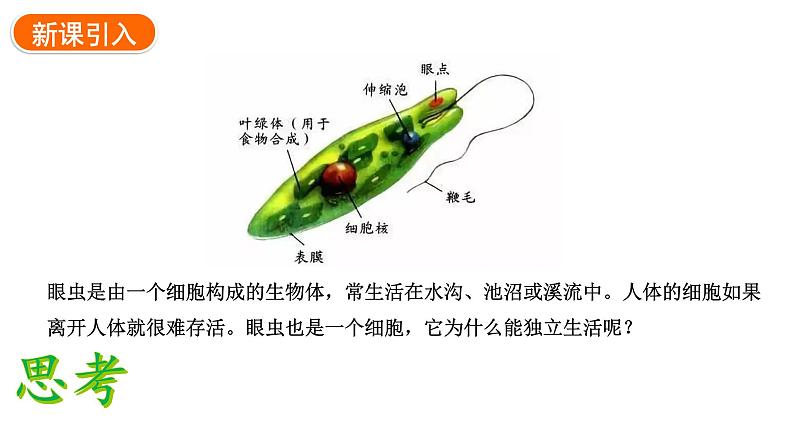 1.3.4单细胞生物课件2024-2025学年人教版(2024)生物七年级上册03