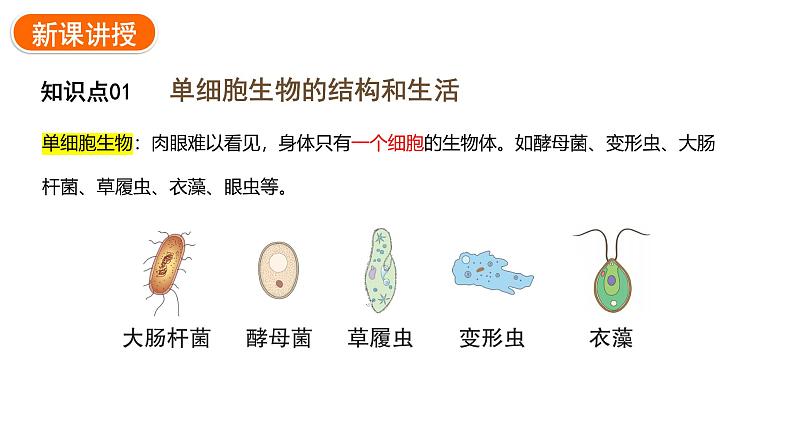 1.3.4单细胞生物课件2024-2025学年人教版(2024)生物七年级上册04