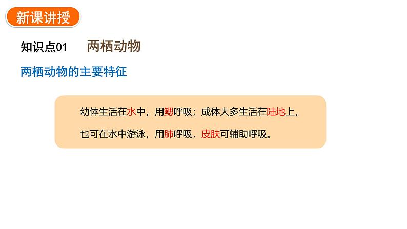 2.2.2.二两栖动物和爬行动物课件2024-2025学年人教版(2024)生物七年级上册07