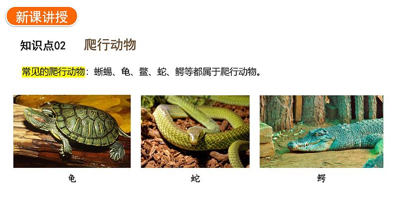 2.2.2.二两栖动物和爬行动物课件2024-2025学年人教版(2024)生物七年级上册08