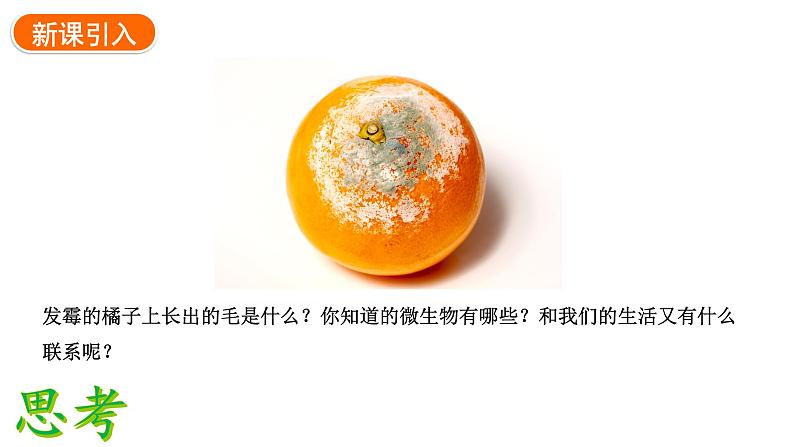 2.3.1微生物的分布课件2024-2025学年人教版(2024)生物七年级上册03