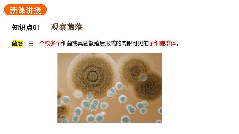 2.3.1微生物的分布课件2024-2025学年人教版(2024)生物七年级上册05