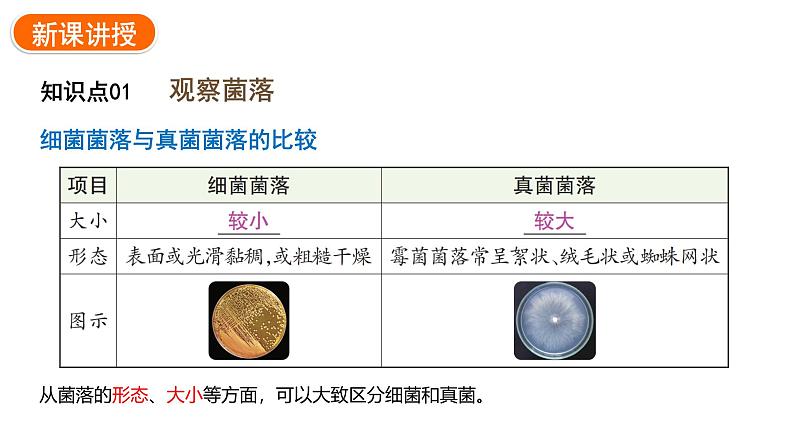 2.3.1微生物的分布课件2024-2025学年人教版(2024)生物七年级上册06
