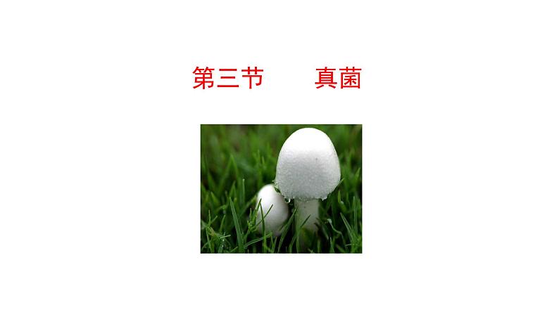 2.3.3 真菌 课件2024-2025学年人教版(2024)生物七年级上册01