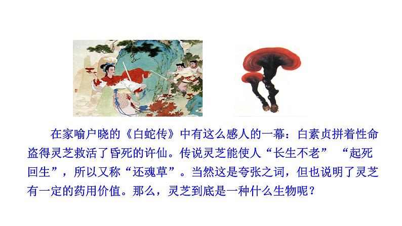 2.3.3 真菌 课件2024-2025学年人教版(2024)生物七年级上册02