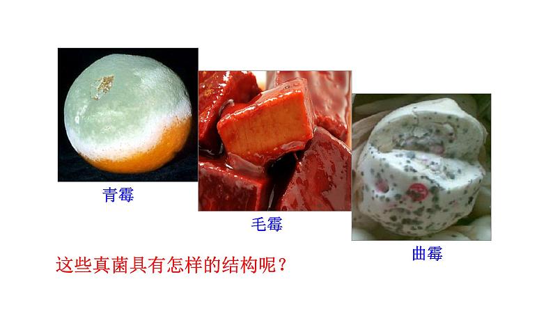 2.3.3 真菌 课件2024-2025学年人教版(2024)生物七年级上册06