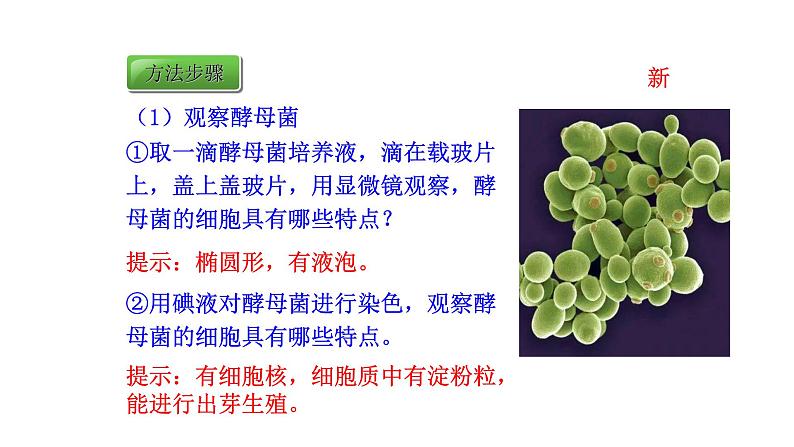 2.3.3 真菌 课件2024-2025学年人教版(2024)生物七年级上册08