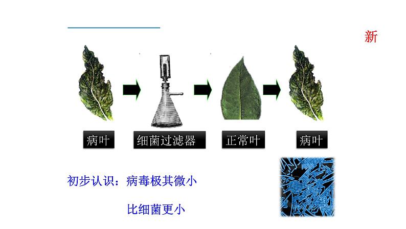 2.3.4病毒 课件2024-2025学年人教版(2024)生物七年级上册第6页