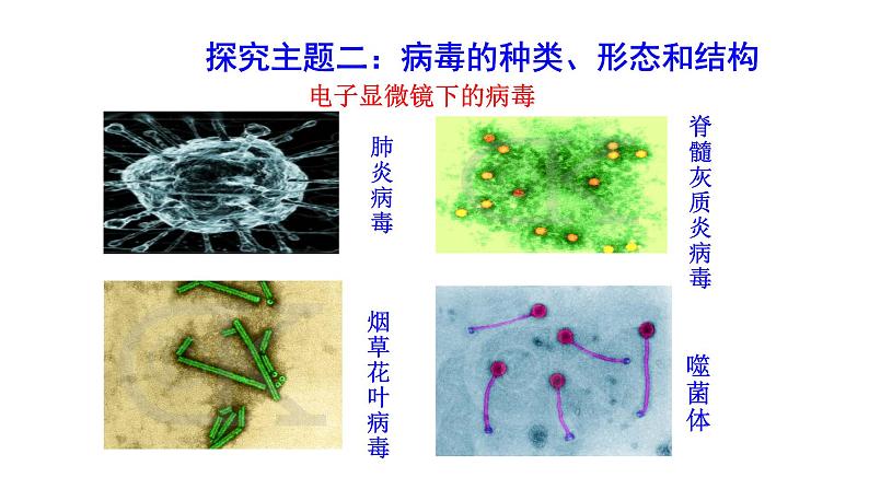 2.3.4病毒 课件2024-2025学年人教版(2024)生物七年级上册第8页