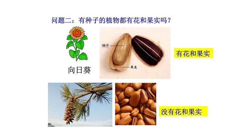 2.4.1尝试对生物进行分类 课件2024-2025学年人教版(2024)生物七年级上册06