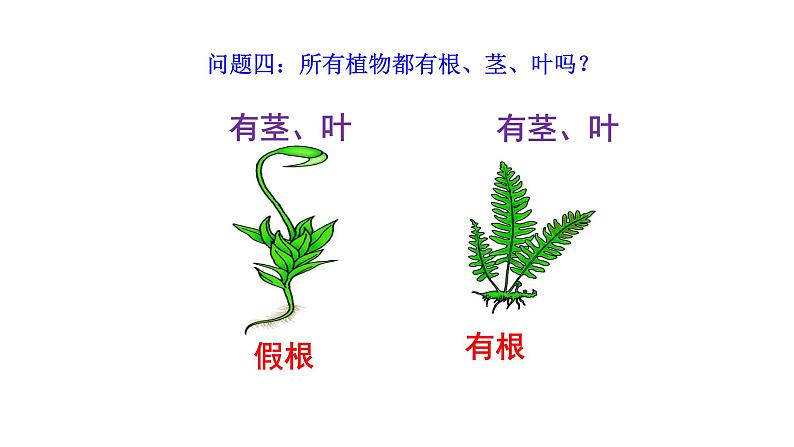 2.4.1尝试对生物进行分类 课件2024-2025学年人教版(2024)生物七年级上册08