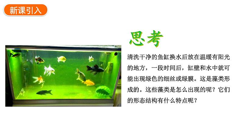 2.1.1藻类、苔藓植物和蕨类植物课件2024-2025学年人教版(2024)生物七年级上册03