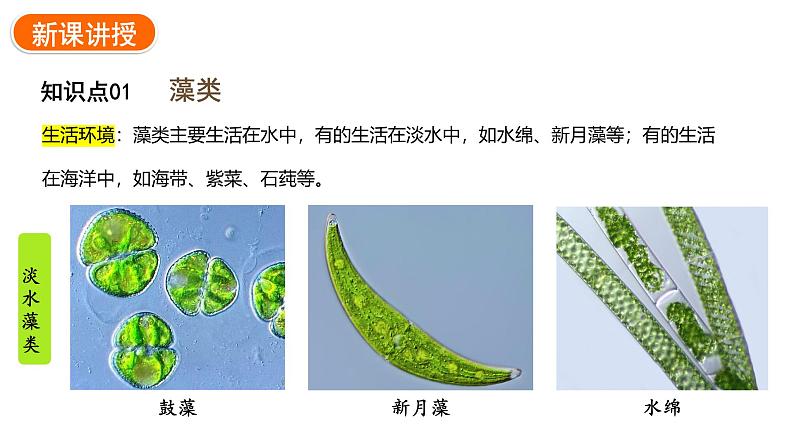 2.1.1藻类、苔藓植物和蕨类植物课件2024-2025学年人教版(2024)生物七年级上册04
