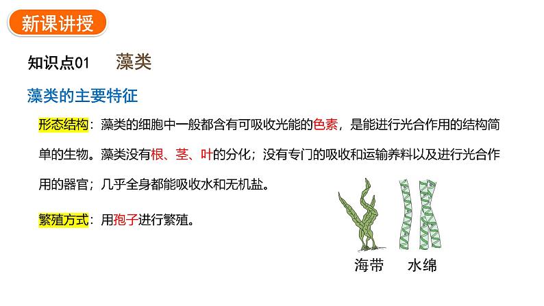 2.1.1藻类、苔藓植物和蕨类植物课件2024-2025学年人教版(2024)生物七年级上册06