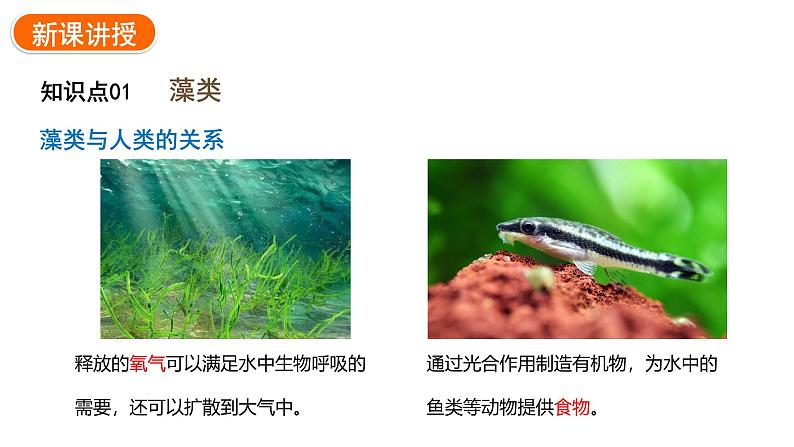 2.1.1藻类、苔藓植物和蕨类植物课件2024-2025学年人教版(2024)生物七年级上册07