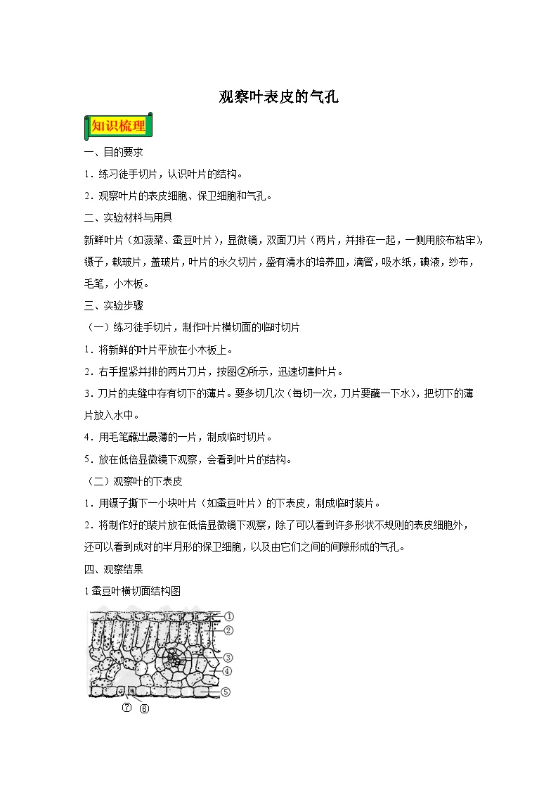 06 观察叶片的结构-七年级实验-2024-2025学年度初中生物微专题实验探索学案