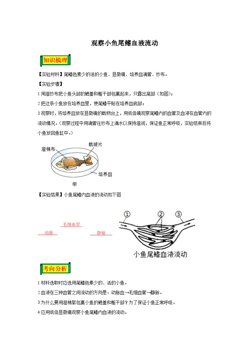 15 7.4.4观察小鱼尾鳍血液流动-七年级实验-2024-2025学年度初中生物微专题实验探索学案