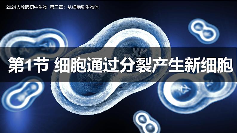 人教版(2024)生物七上:1.3.1细胞通过分裂产生新细胞(课件+教案)01