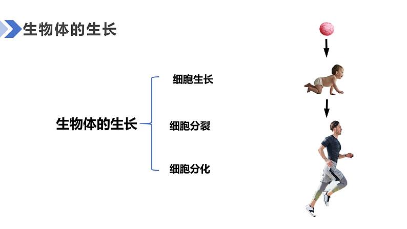 人教版(2024)生物七上:1.3.1细胞通过分裂产生新细胞(课件+教案)06