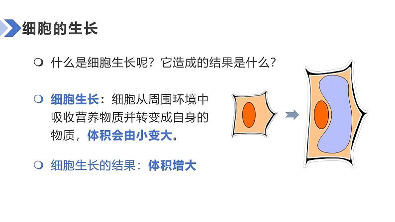 人教版(2024)生物七上:1.3.1细胞通过分裂产生新细胞(课件+教案)08