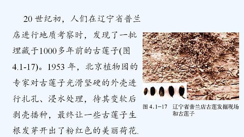 济南版生物八年级上册 第一章第四节 种子的萌发课件第3页