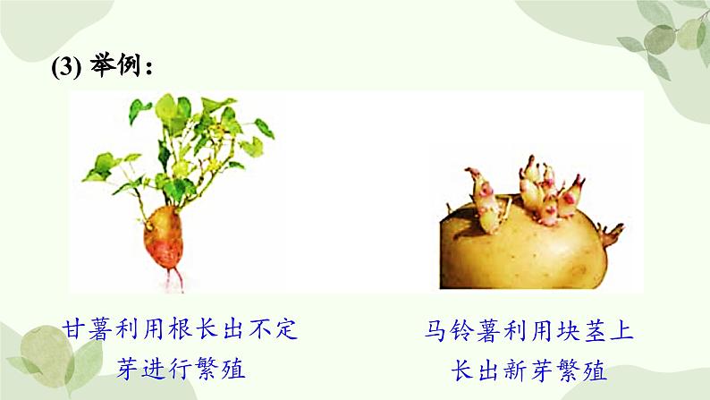 济南版生物八年级上册 第一章第七节 植物的无性生殖课件第7页