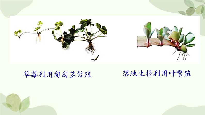 济南版生物八年级上册 第一章第七节 植物的无性生殖课件第8页
