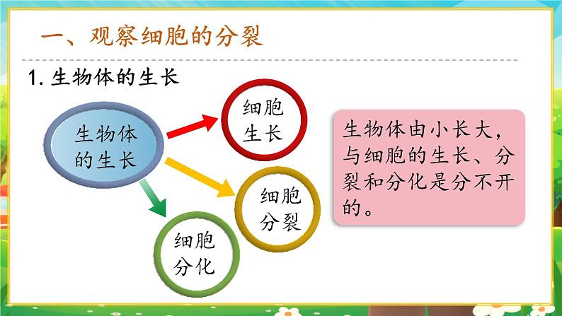 【新教材新课标】人教版生物七上1.3.1细胞通过分裂产生新细胞 课件+教案+习题(含答案)04
