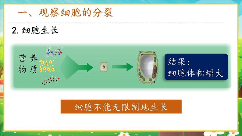 【新教材新课标】人教版生物七上1.3.1细胞通过分裂产生新细胞 课件+教案+习题(含答案)05