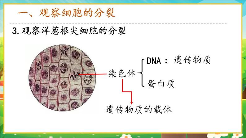 【新教材新课标】人教版生物七上1.3.1细胞通过分裂产生新细胞 课件+教案+习题(含答案)06