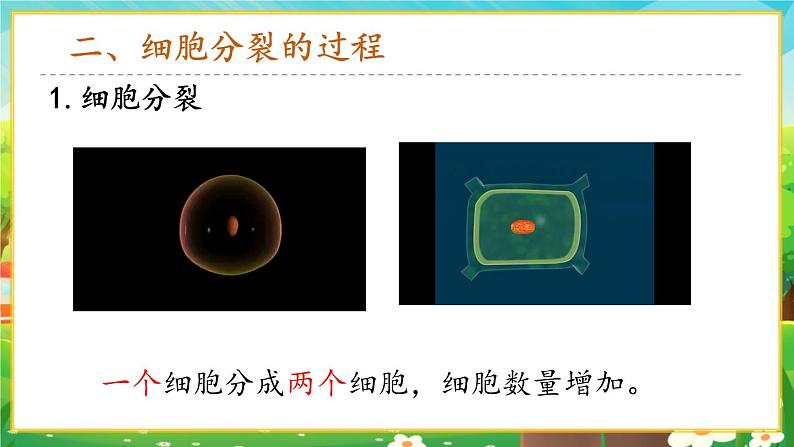 【新教材新课标】人教版生物七上1.3.1细胞通过分裂产生新细胞 课件+教案+习题(含答案)07