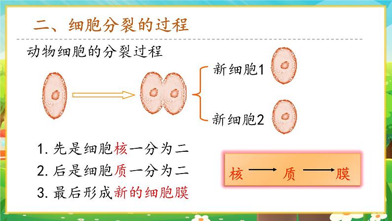 【新教材新课标】人教版生物七上1.3.1细胞通过分裂产生新细胞 课件+教案+习题(含答案)08