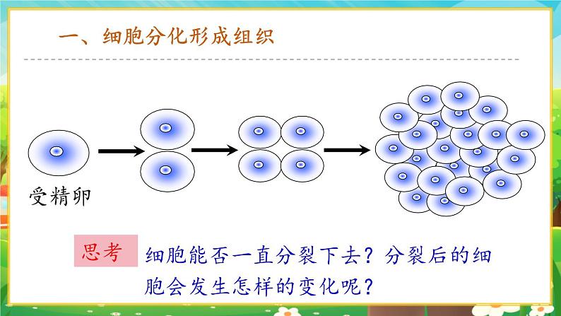 【新教材新课标】人教版生物七上1.3.2动物体的结构层次 课件+教案+习题(含答案)03