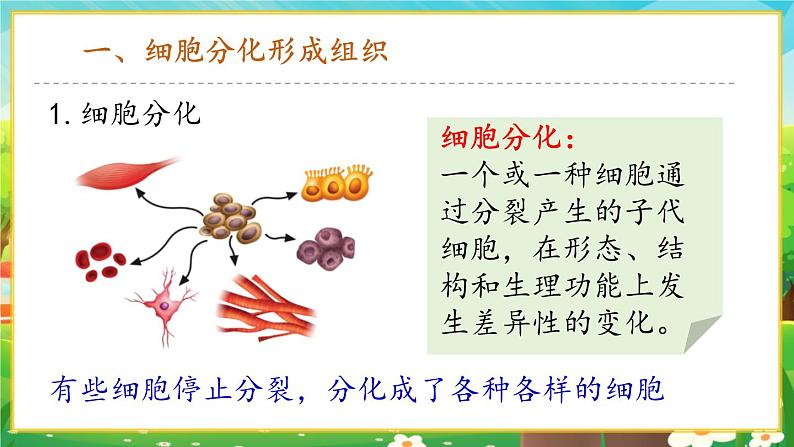 【新教材新课标】人教版生物七上1.3.2动物体的结构层次 课件+教案+习题(含答案)04