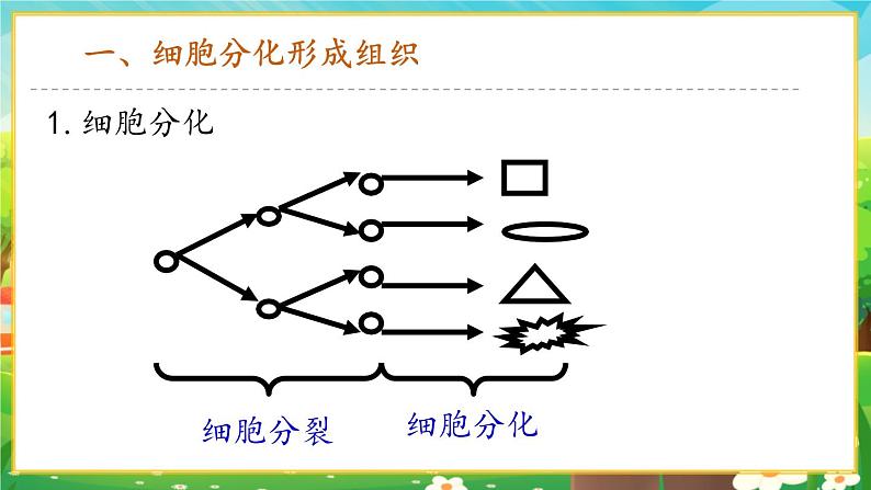【新教材新课标】人教版生物七上1.3.2动物体的结构层次 课件+教案+习题(含答案)05