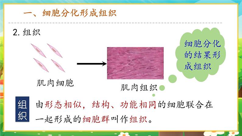 【新教材新课标】人教版生物七上1.3.2动物体的结构层次 课件+教案+习题(含答案)06