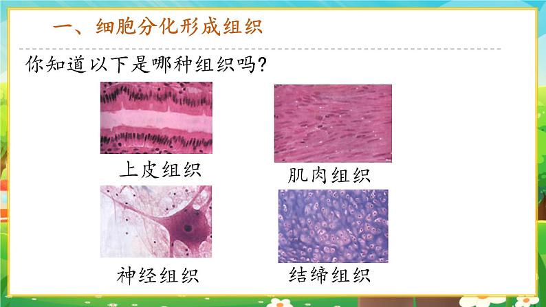 【新教材新课标】人教版生物七上1.3.2动物体的结构层次 课件+教案+习题(含答案)07