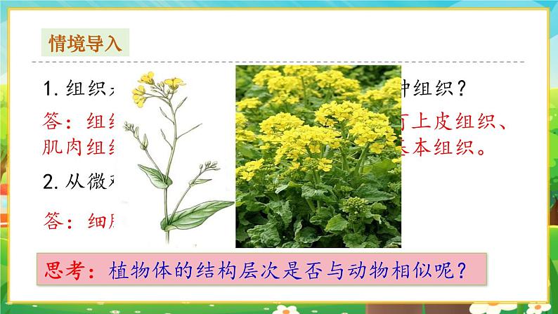 【新教材新课标】人教版生物七上1.3.3植物体的结构层次 课件+教案+习题(含答案)02