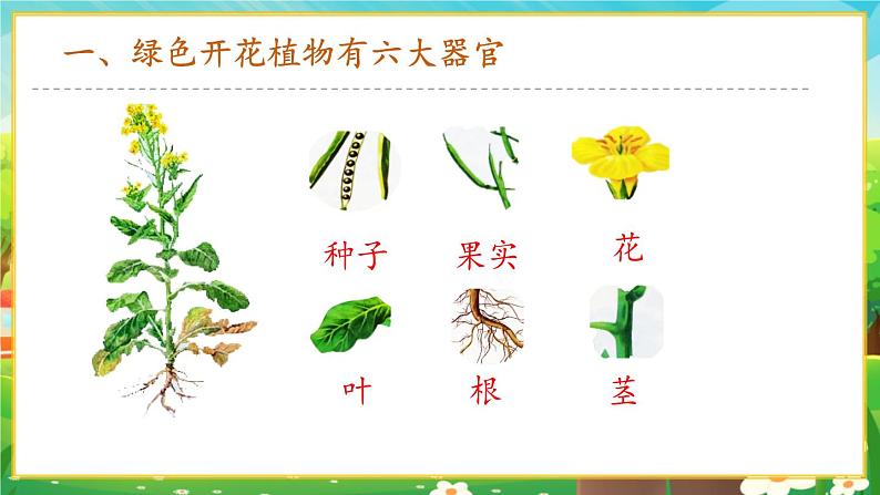 【新教材新课标】人教版生物七上1.3.3植物体的结构层次 课件+教案+习题(含答案)03