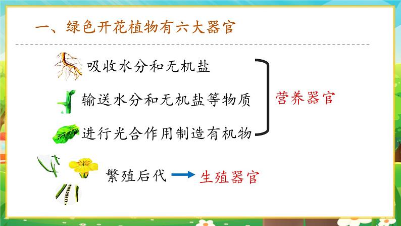 【新教材新课标】人教版生物七上1.3.3植物体的结构层次 课件+教案+习题(含答案)04