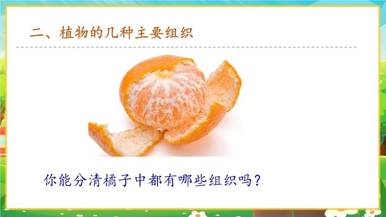 【新教材新课标】人教版生物七上1.3.3植物体的结构层次 课件+教案+习题(含答案)06