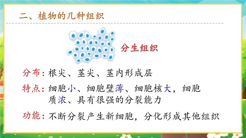 【新教材新课标】人教版生物七上1.3.3植物体的结构层次 课件+教案+习题(含答案)07