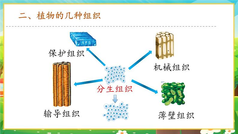 【新教材新课标】人教版生物七上1.3.3植物体的结构层次 课件+教案+习题(含答案)08