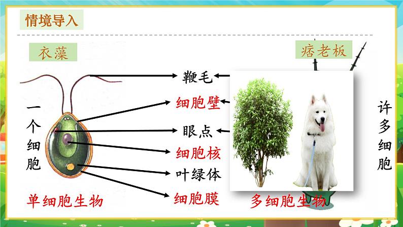 1.3.4 单细胞生物课件第2页