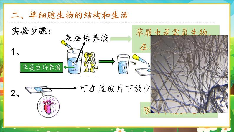 1.3.4 单细胞生物课件第6页