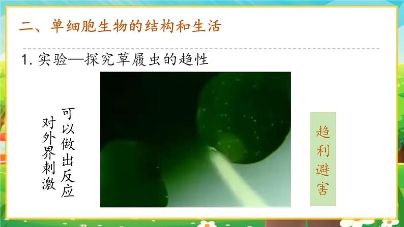 1.3.4 单细胞生物课件第8页