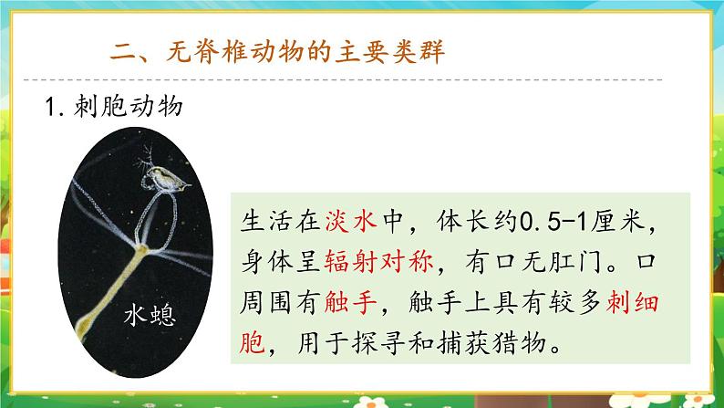 【新教材新课标】人教版生物七上2.2.1无脊椎动物 课件+教案+习题(含答案)04