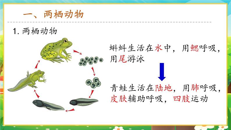 【新教材新课标】人教版生物七上2.2.2脊椎动物--两栖动物和爬行动物 课件+教案+习题 (含答案)03