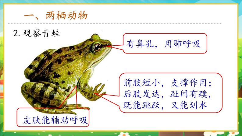 【新教材新课标】人教版生物七上2.2.2脊椎动物--两栖动物和爬行动物 课件+教案+习题 (含答案)05